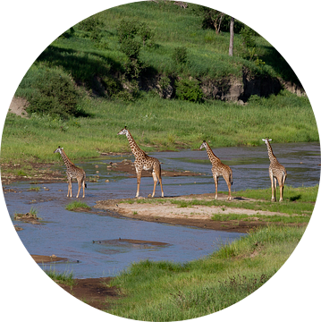 Een groep giraffen steekt een rivier over van Peter van Dam