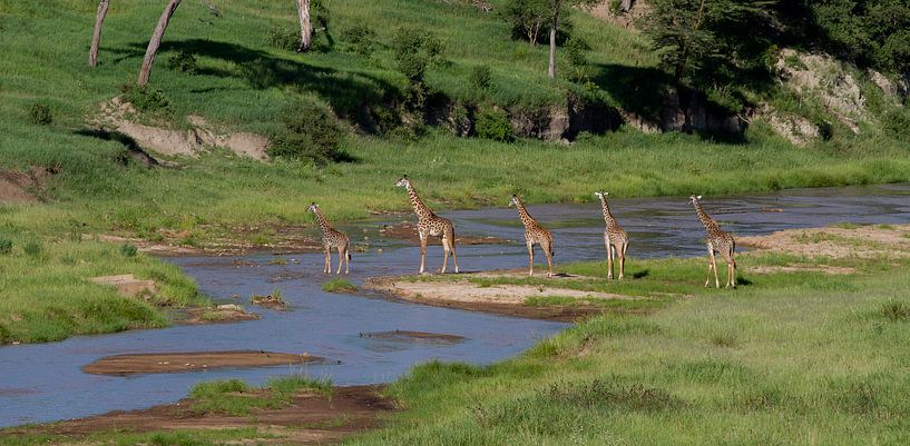 A group of giraffes cross a river by Peter van Dam