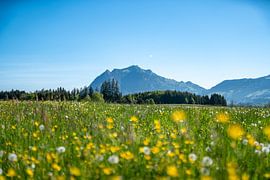 Frühling an der Wittelsbacher Höhe zwischen Fischen und Ofterschwang im Allgäu mit grandiosem Blick auf die verschneiten Allgäuer Alpen von Leo Schindzielorz