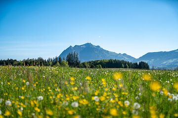 Frühling an der Wittelsbacher Höhe zwischen Fischen und Ofterschwang im Allgäu mit grandiosem Blick auf die verschneiten Allgäuer Alpen von Leo Schindzielorz