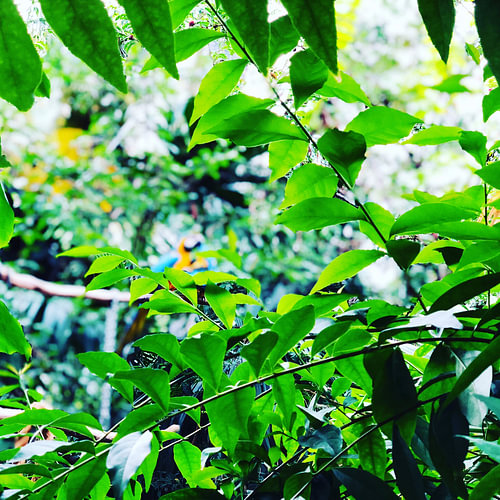 Nature