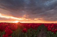 Tulipes rouges au soleil - Zeewolde, Pays-Bas par Thijs van den Broek Aperçu