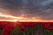 Rote Tulpen im Sun - Zeewolde, die Niederlande von Thijs van den Broek