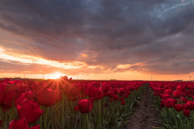 Rode tulpen in de zon - Zeewolde, Nederland van Thijs van den Broek