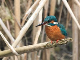 Ijsvogel in winterse kou von Twan Hak