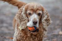 Cocker spaniel