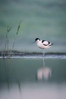 Debout sur l'eau