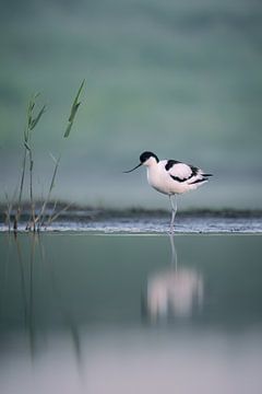 Debout sur l'eau