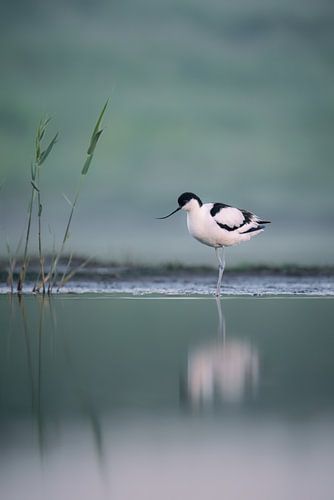 Auf dem Wasser stehend
