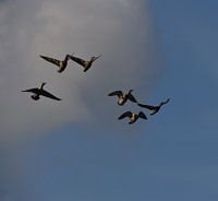 Flying and kicking ducks