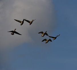 Flying and kicking ducks by Naomi Visser