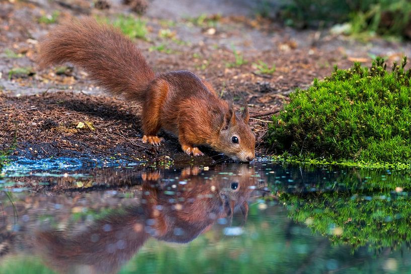 The Squirrel by Merijn Loch