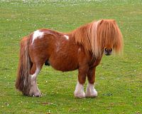 Pony