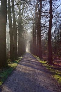 Een zonnige laan