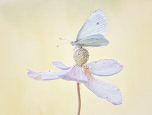 Fleur pastel avec papillon