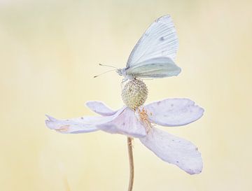 pastelkleurige bloem met vlinder van natascha verbij