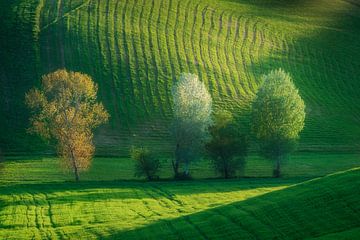 Trees in bloom among the rolling hills in Tuscany by Stefano Orazzini