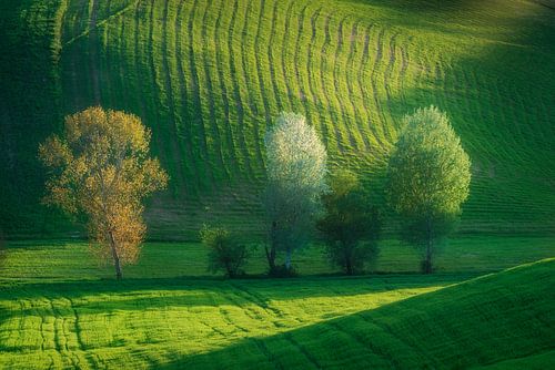 Bomen in bloei tussen de glooiende heuvels in Toscane
