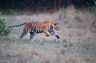 Rennende Bengaalse tijger (Panthera tigris tigris) over een open plek in het bos van Nature in Stock thumbnail