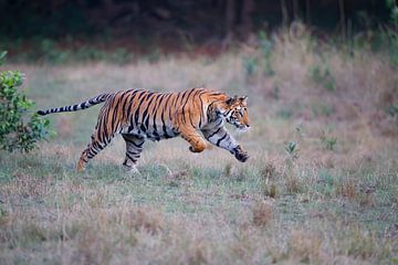 Laufender bengalischer Tiger (Panthera tigris tigris) über eine Waldlichtung von Nature in Stock