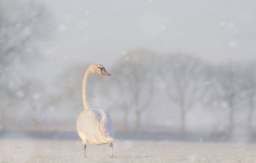 Swan in the snow by natascha verbij