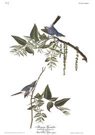 Blue-Grey Fly-catcher