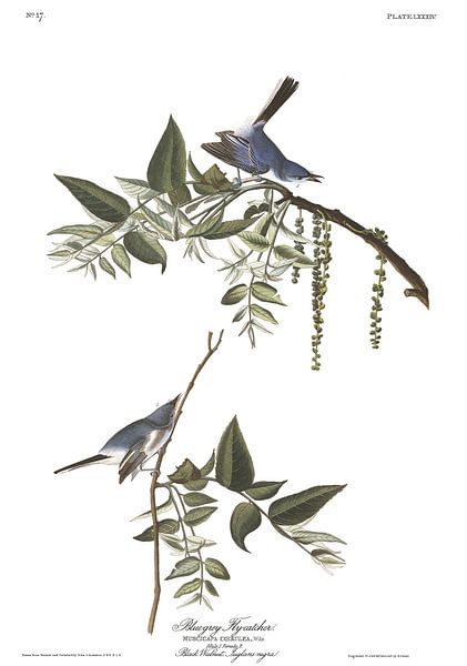 Blauwgrijze Muggenvanger van Birds of America