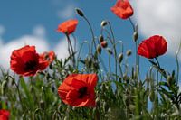 Wild poppy in the meadow