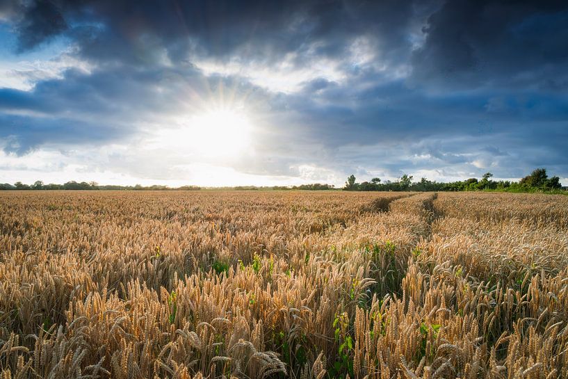 Goldenes Weizenfeld unter der Sonne von Fotografiecor .nl