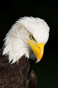 American Eagle von Thijs Schouten