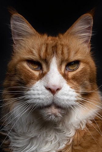 Gros plan d'un chat Maine Coon