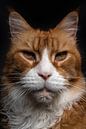 Close-up kop van een Maine Coon kat van Nikki IJsendoorn thumbnail