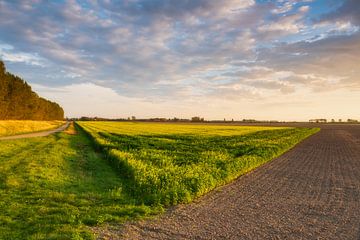 Sunset in the polder to Rapeseed pasture