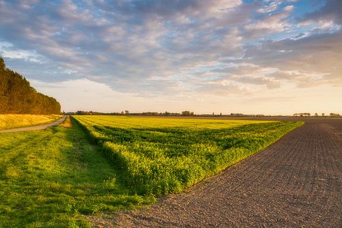 Zonsondergang in de polder aan Koolzaad weiland