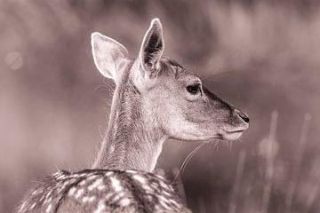 Fallow deer in grasslands by Erwin Gorter