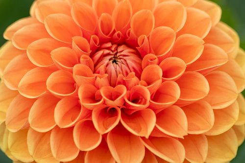 Oranje bol dahlia in volle bloei laat de lente van zijn mooiste kant zien