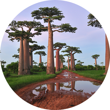 Grandidier's Baobab (Adansonia grandidieri) bomen langs de weg bij zonsondergang