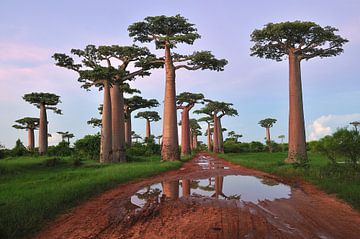 Grandidier's Baobab (Adansonia grandidieri) bomen langs de weg bij zonsondergang van Nature in Stock