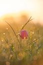 Kievitsbloem in een weiland tijdens een mooie voorjaars zonopkomst van Sjoerd van der Wal Fotografie thumbnail