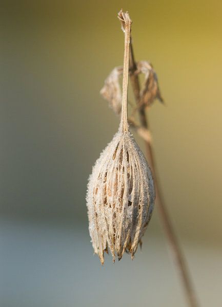 verlaten herfstbloem in de winter par Sandra Keereweer