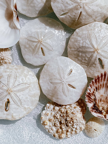 Dollars des sables et coquillages – Nature morte côtière neutre