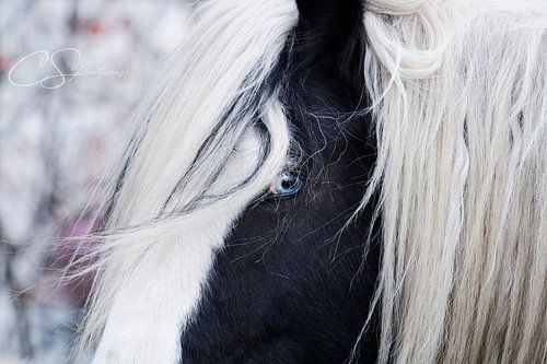 Tinker mit blauen Augen