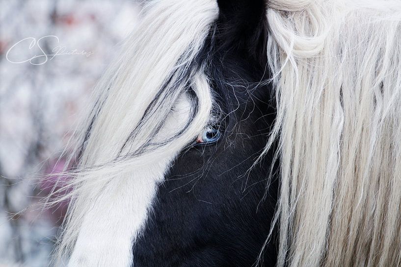 Tinker mit blauen Augen von Christina Sudbrock
