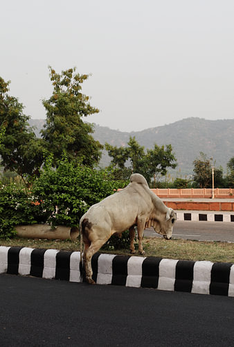 Inde