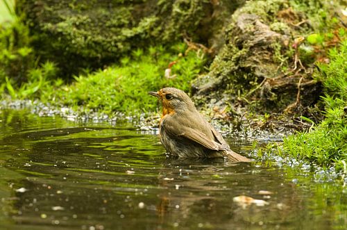 Roodborst von Ton van Weenen