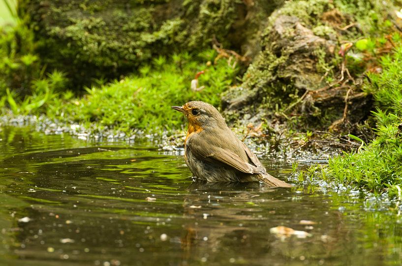 Roodborst by Ton van Weenen