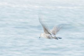 Meeuw van Diana Mieras