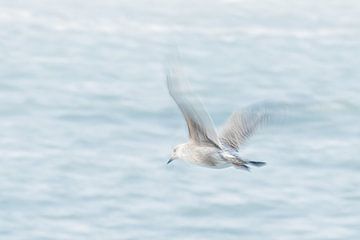 Mouette sur Diana Mieras