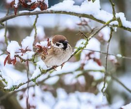 Sparrow on a snow covered tree