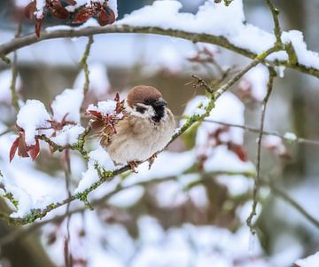 Spatz auf einem schneebedeckten Baum von ManfredFotos